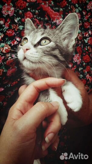 Котëнок в дар