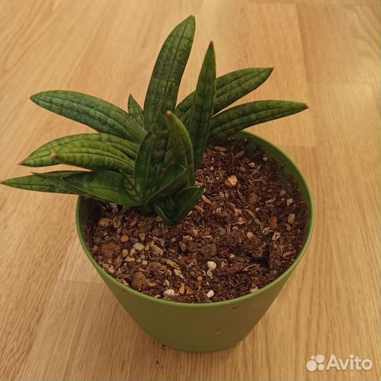 Сансевиерия сортовая