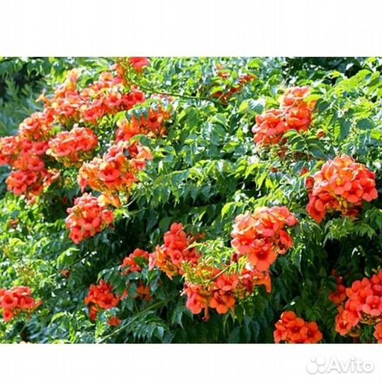 Кампсис и другие многолетники