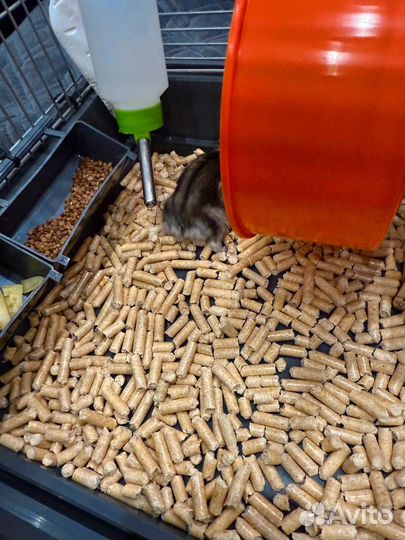 Хомяки джунгарики б