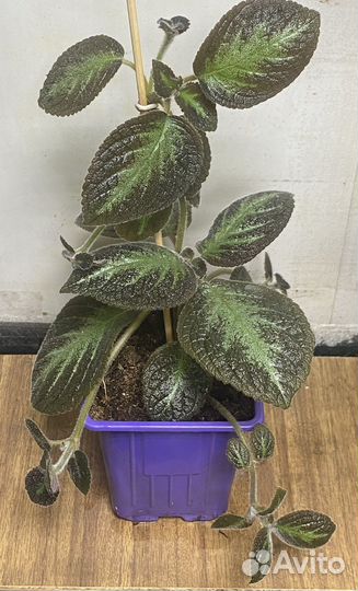 Эписции сортовые