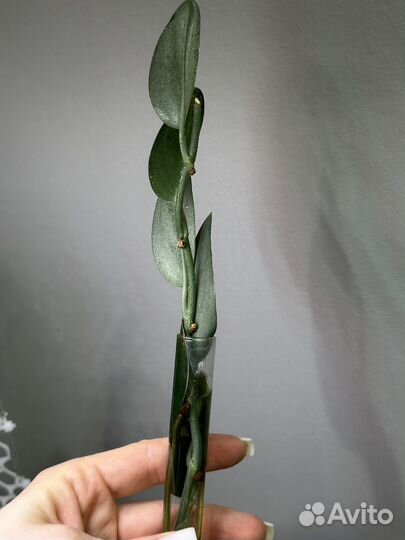 Сциндапсус, филодендрон, монстера альба