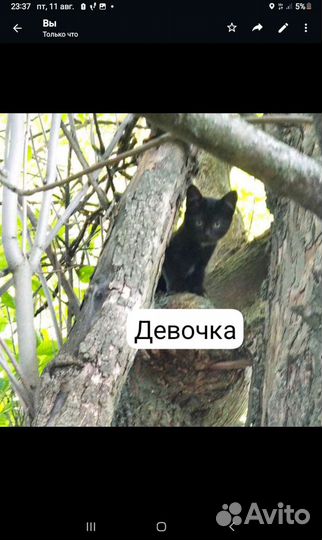 Котята