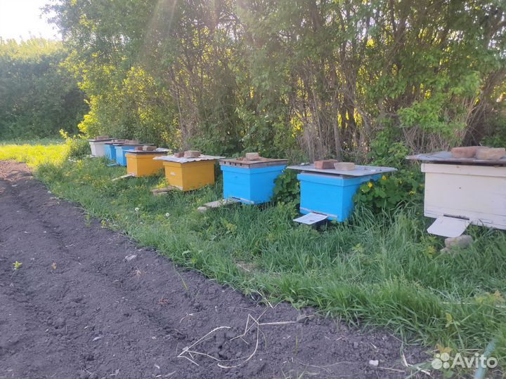 Пчелосемьи