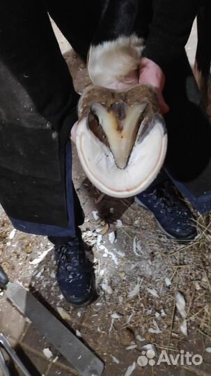 Качественная расчистка - ковка копыт лошадей