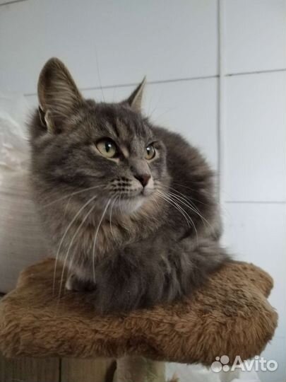 Кошка бесплатно