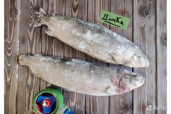 Свежая рыба