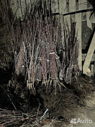 Саженцы опт и розница