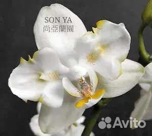 Орхидея, бабочка, миксы соня, ассортимент Алюра