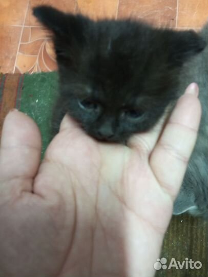 Отдам бесплатно котят