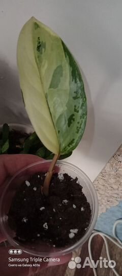 Аглаонемы Коллекционные