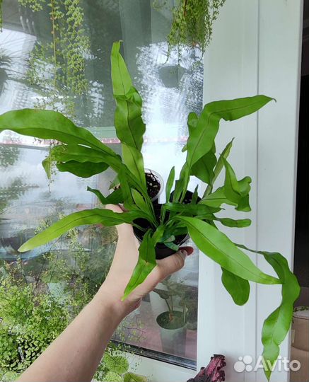 Микросорумы