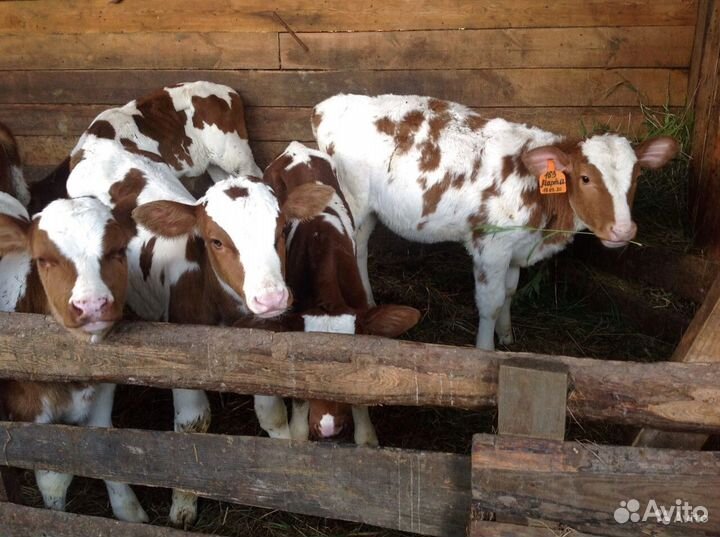 Телята бычки доставка с выбором