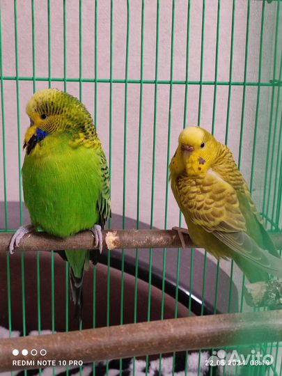 Волнистый попугай чех