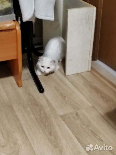 Турецкая ангора