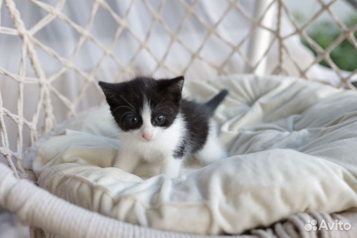 Котята бесплатно в очень добрые руки