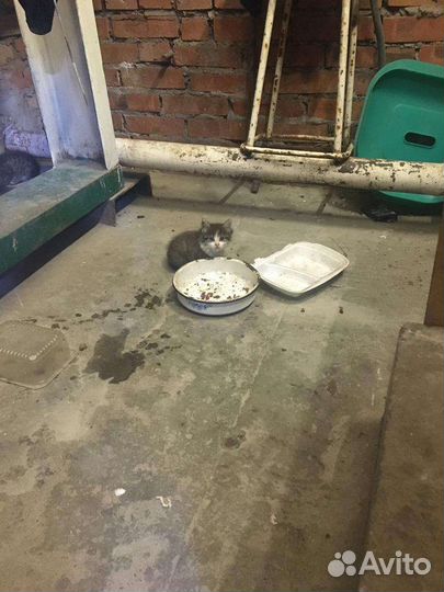 Котенок ищет дом. заберите с завода