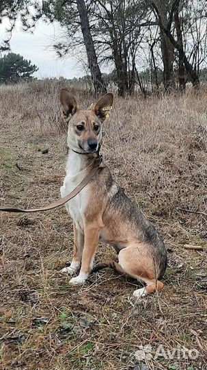 Астрид в добрые руки
