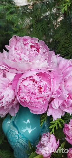 Пион розовый махровый