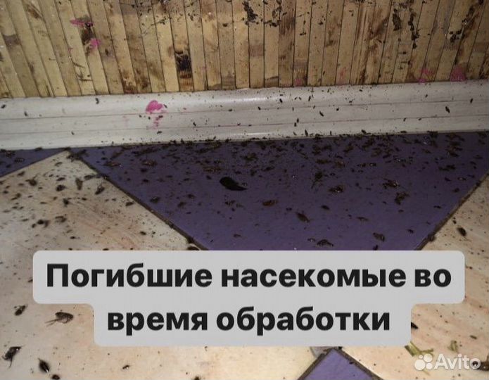 Дезинфекция