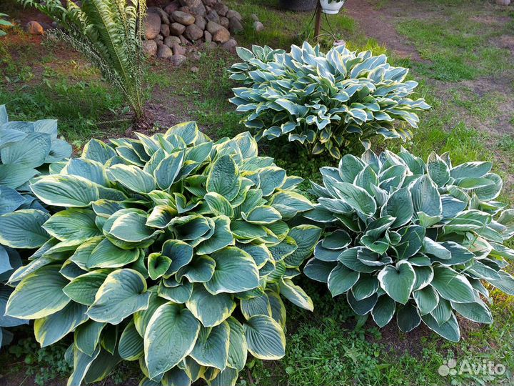 Хоста растение 15 видов