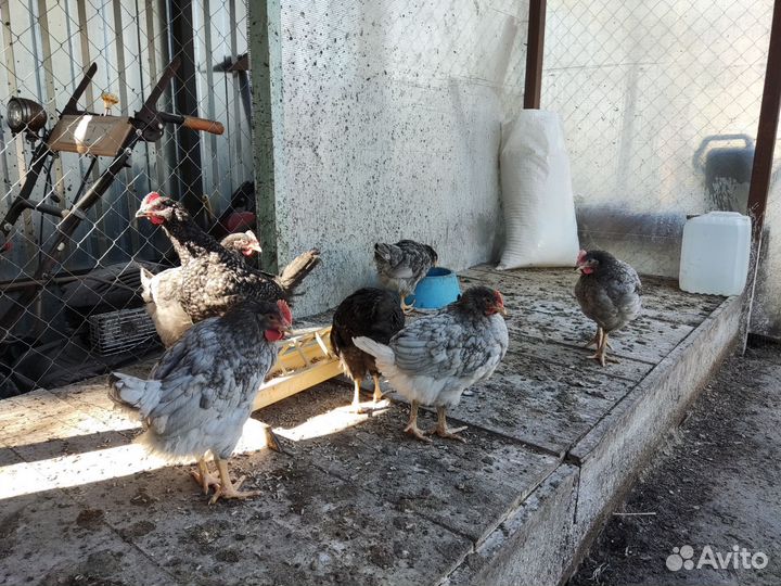 Молодые петухи