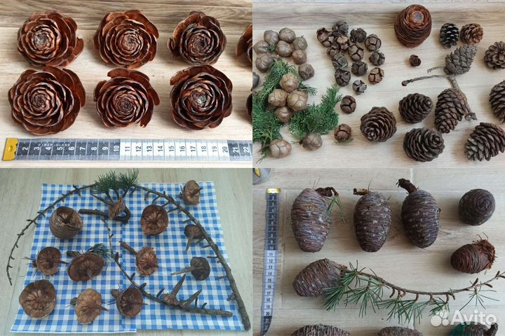 Шишки, гималайский кедр, амбровое дерево, магнолия