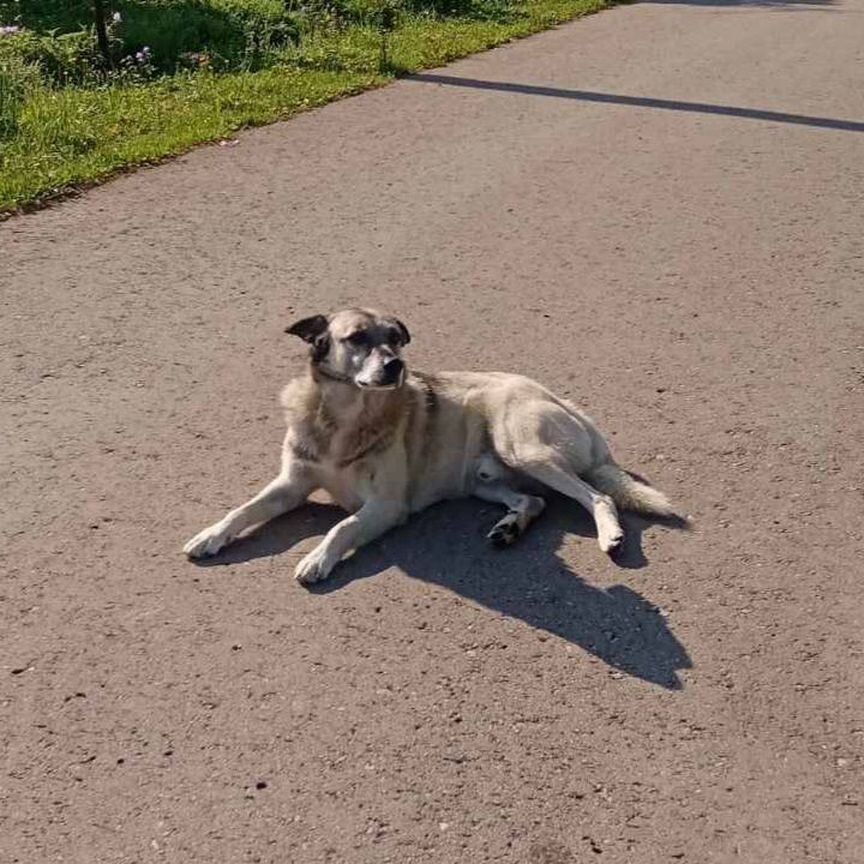 Песик Туман в поисках дома после смерти хозяина