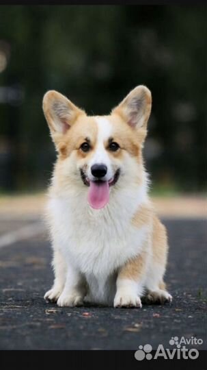 Щенок корги мальчик