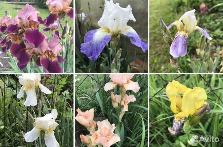 Ирисы