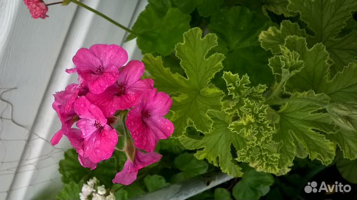 Душистые пеларгонии