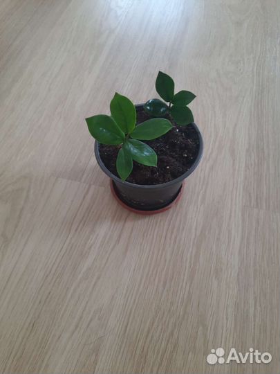 Комнатные цветы