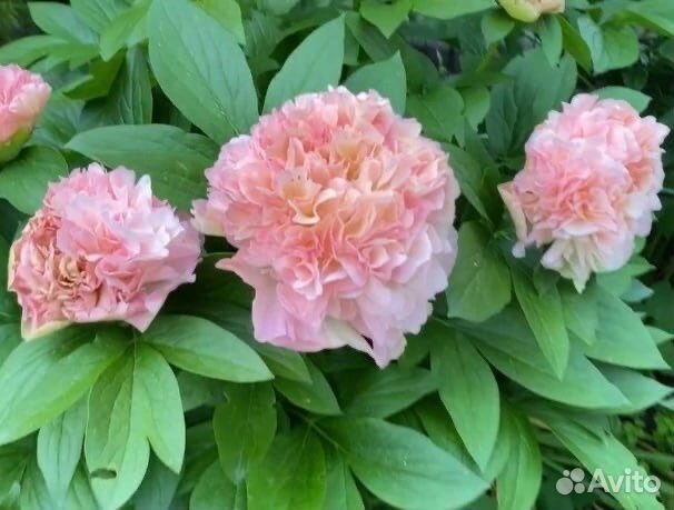 Пионы сортовые