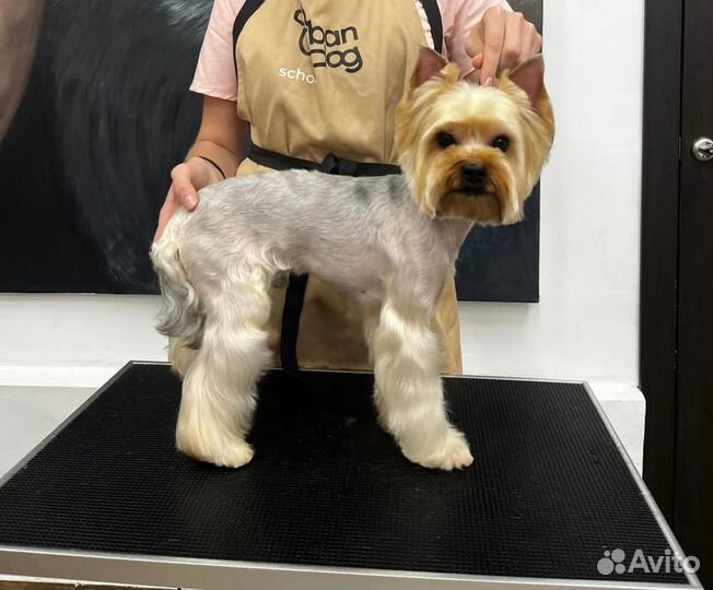 Услуги грумера