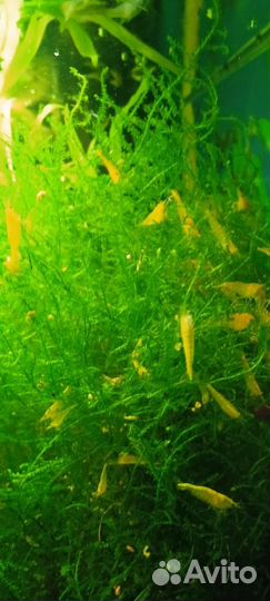 Аквариумные рыбки, Анциструс, растения