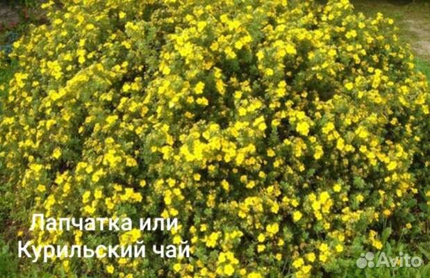 Лапчатка, курильский чай купить в Нижнем Тагиле | Товары для дома и ...