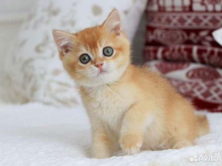 Британская шиншилла мальчик by 12