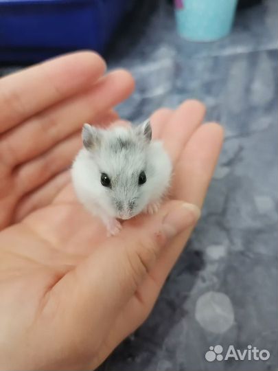 Джунгарский хомяк