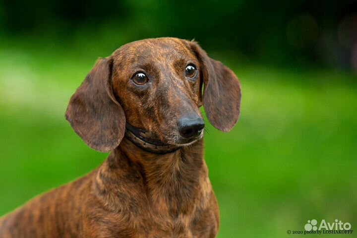 Тигровый мини кобель. Вязка