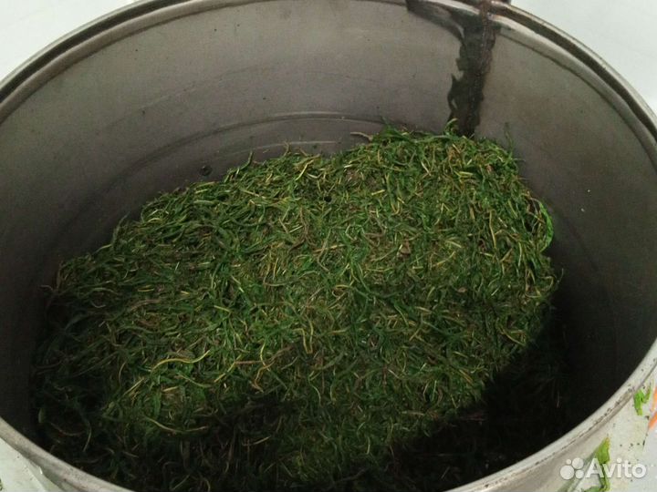 Иван чай ферментированный