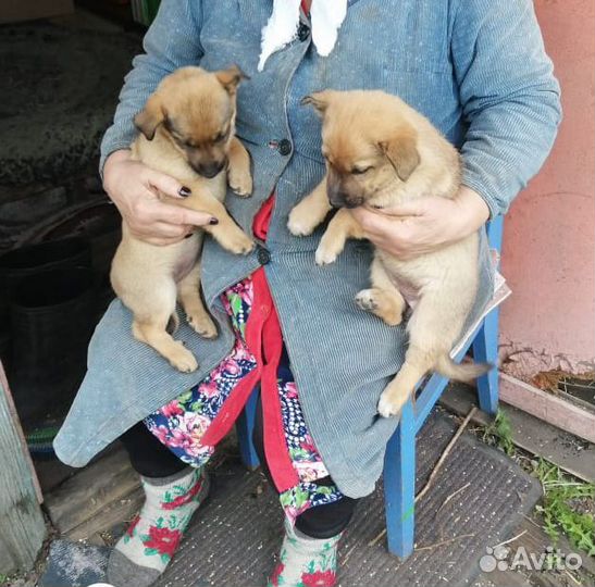 Щенки девочки бесплатно