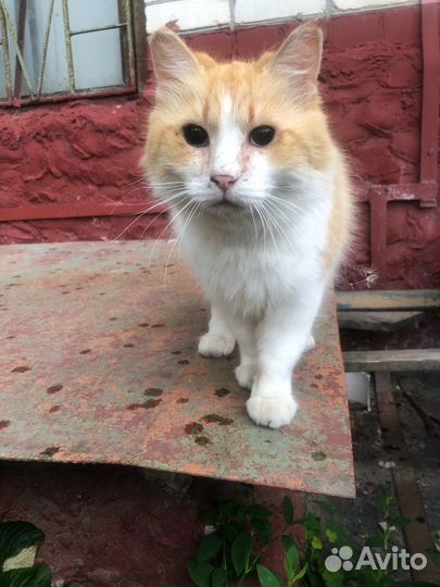 Кошка