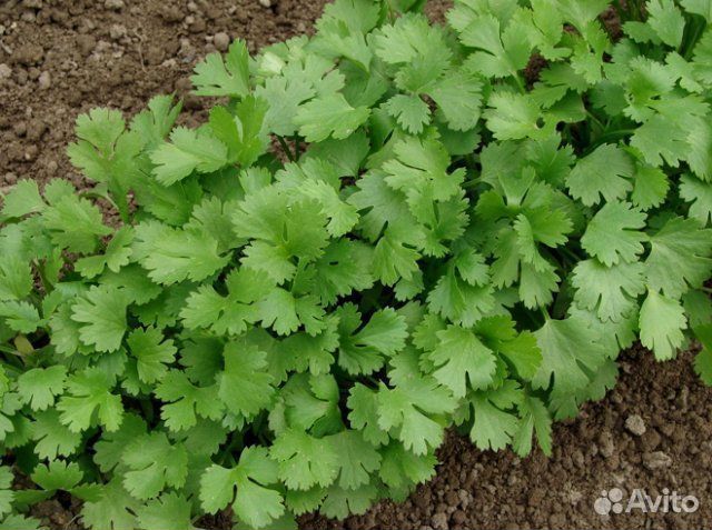 Семена кинзы сорт Бородинский