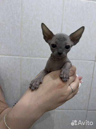 Канадский сфинкс