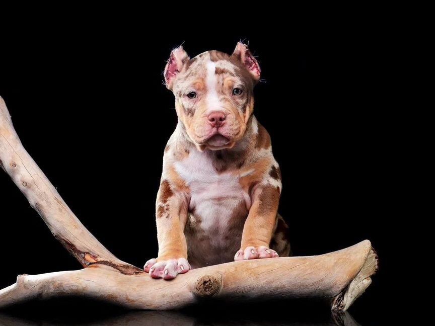 Щенки американского булли american bully