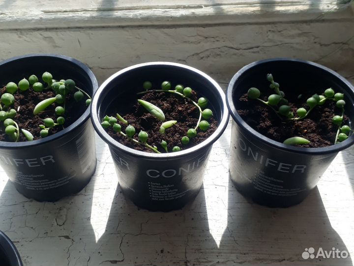 Крестовник роули