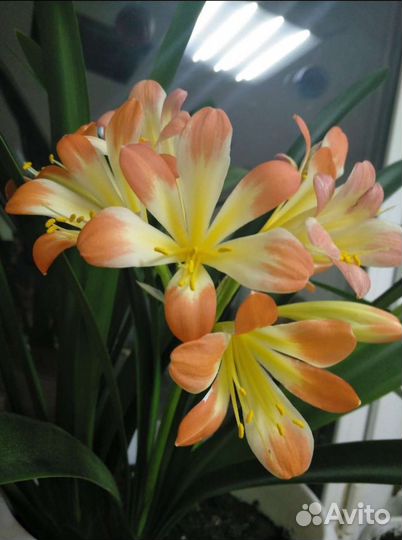 Кливия. Комнатные цветы