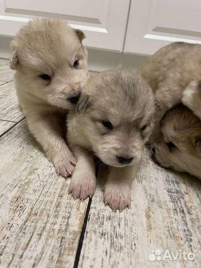 Щенки маламут