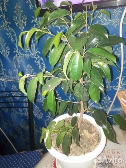 Фикус бенджамина