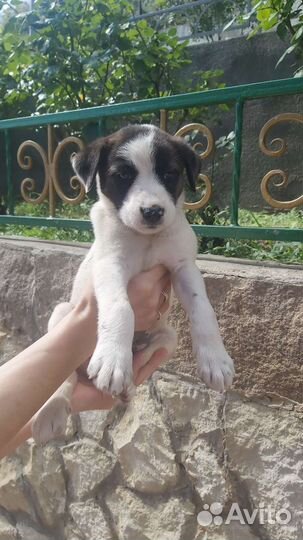 Маленькая собака в добрые руки бесплатно